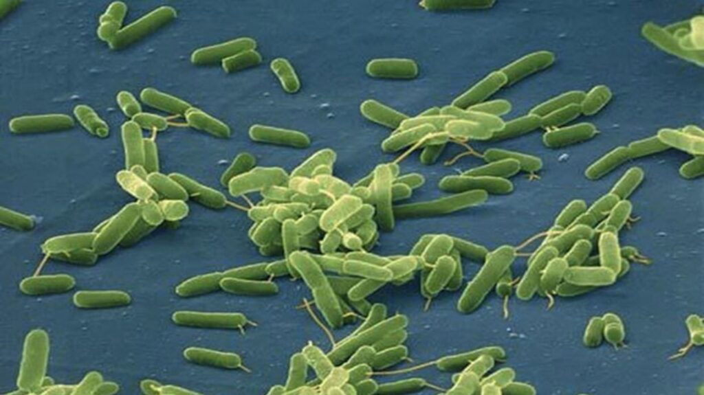 EU alerta de mortífera bacteria “come carne” en aguas del Atlántico y el Golfo de México