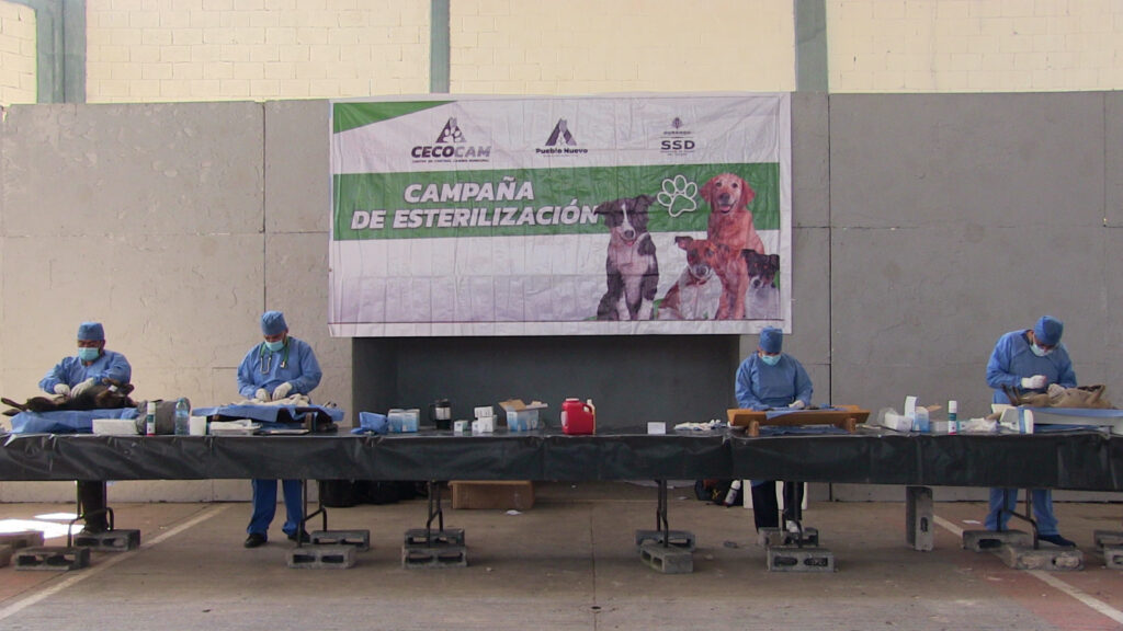 Esterilización canina lo ideal para reducir sobrepoblación canina