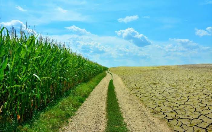 Disminución de 1,700 Mdp en el sector agrícola, impactará a las familias: SAGDR