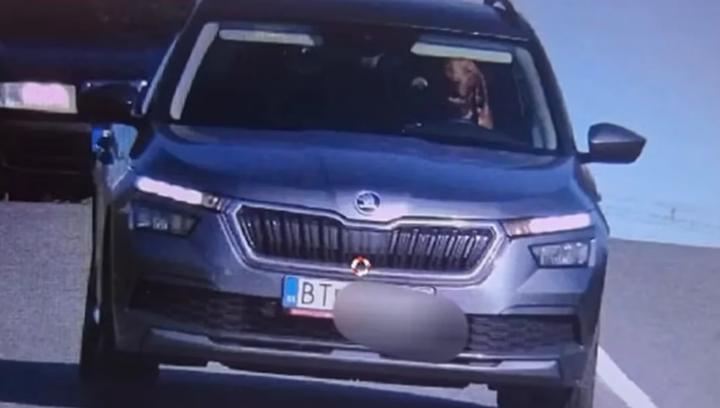 Recibió una multa porque su perro manejaba con exceso de velocidad