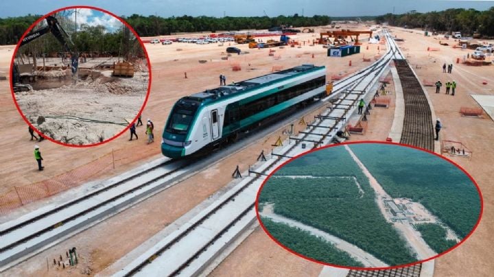 Tren Maya ha derribado más de 10 millones de árboles, alertan ambientalistas