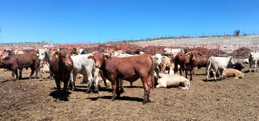 Durango exportó 187 mil cabezas de ganado a EU; ocupa el tercer lugar nacional: Sader