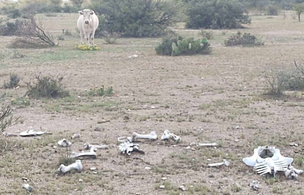 Pastizales naturales degradados; gobernador de Durango hace un llamado a los productores