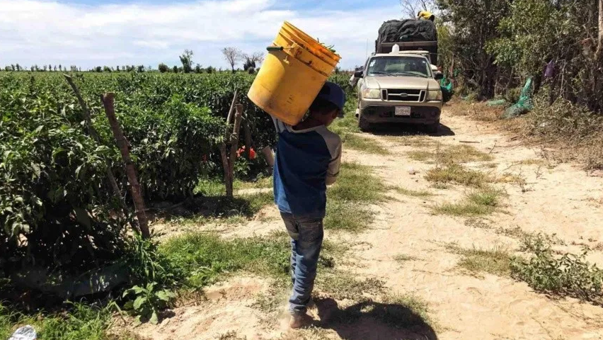 Guerrero y Chiapas a la cabeza en trabajo infantil; Inegi