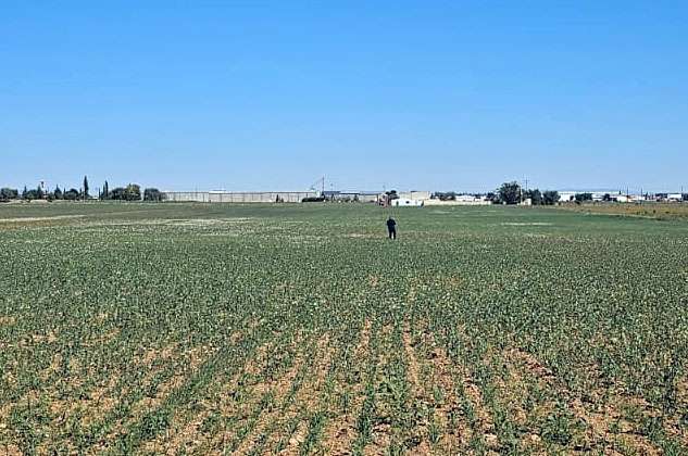 Dejan los cuerpos de 4 hombres ejecutados en un campo de cultivo de Temósachic