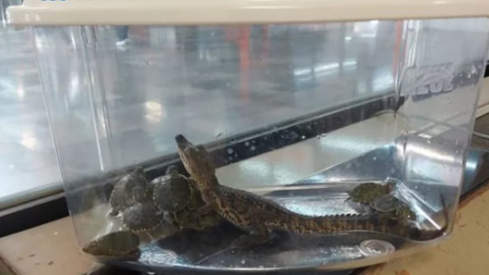 Un caimán y 11 tortugas son decomisadas en el Metro CDMX