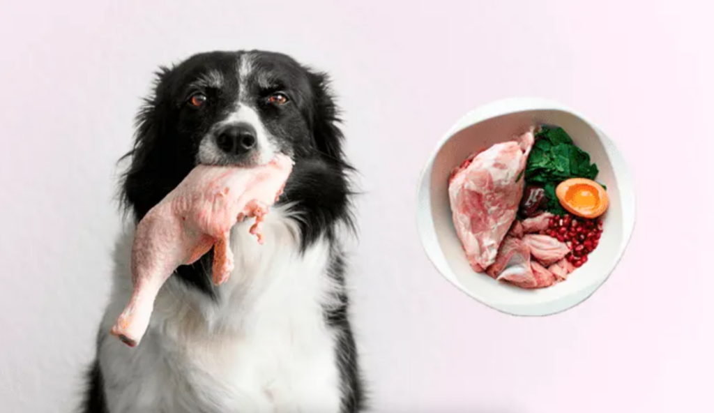 Las dietas crudas podrian dañar a tu perro