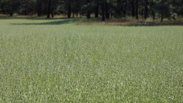 SAGDR exhorta a productores sembrar forrajes este otoño-invierno