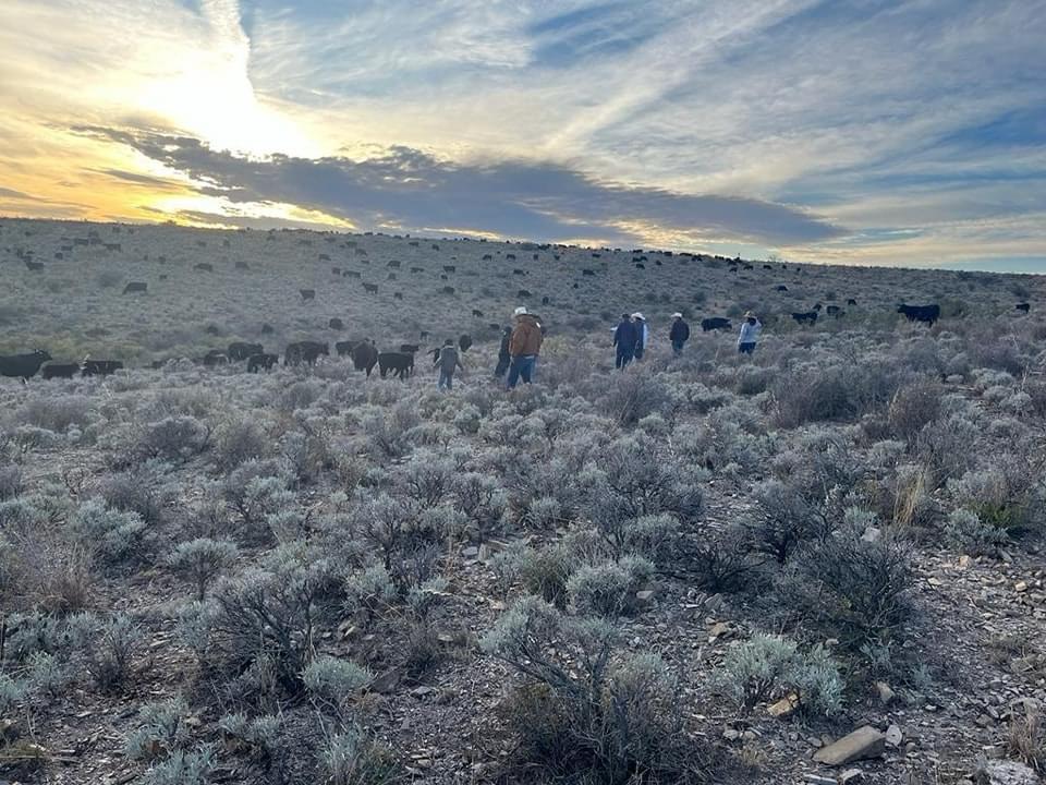 Invierno da un respiro a la agonía del ganadero, «estamos aguantando»: alcalde de Hidalgo
