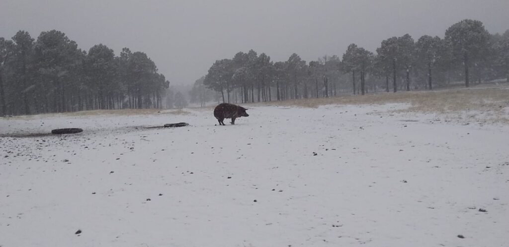 ¿Cuándo y dónde, va a nevar en Durango? Conagua informa condiciones este noviembre
