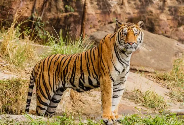 Mujer atacada por tigre está hospitalizada