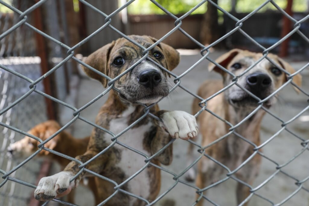 Tamaulipas podría tener Fiscalía especializada en delitos de maltrato animal