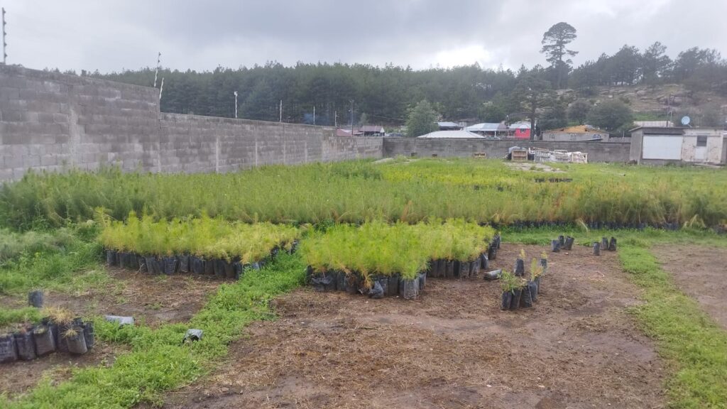 Realizan campaña de reforestación en ejido Pueblo Nuevo