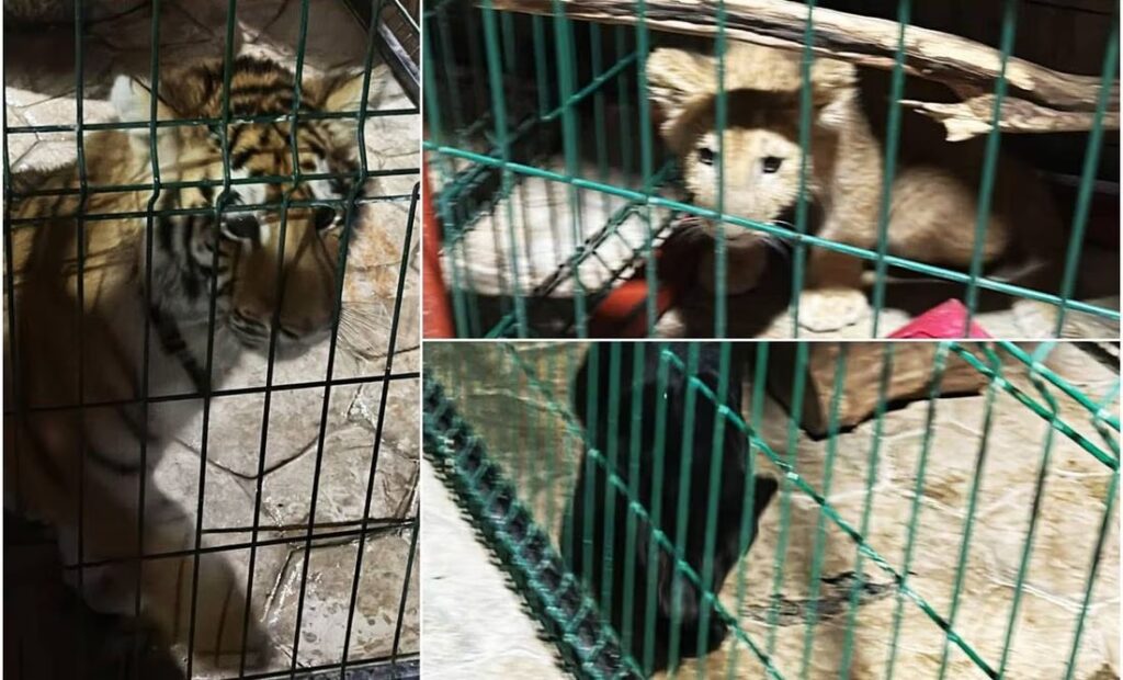 Rescatan a cachorros de tigre, león y pantera en Tanhuato, Michoacán