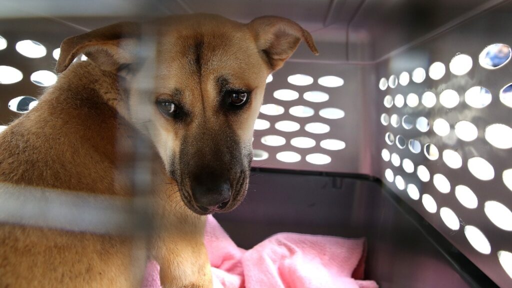 Corea del Sur buscará prohibir la venta y consumo de carne de perro