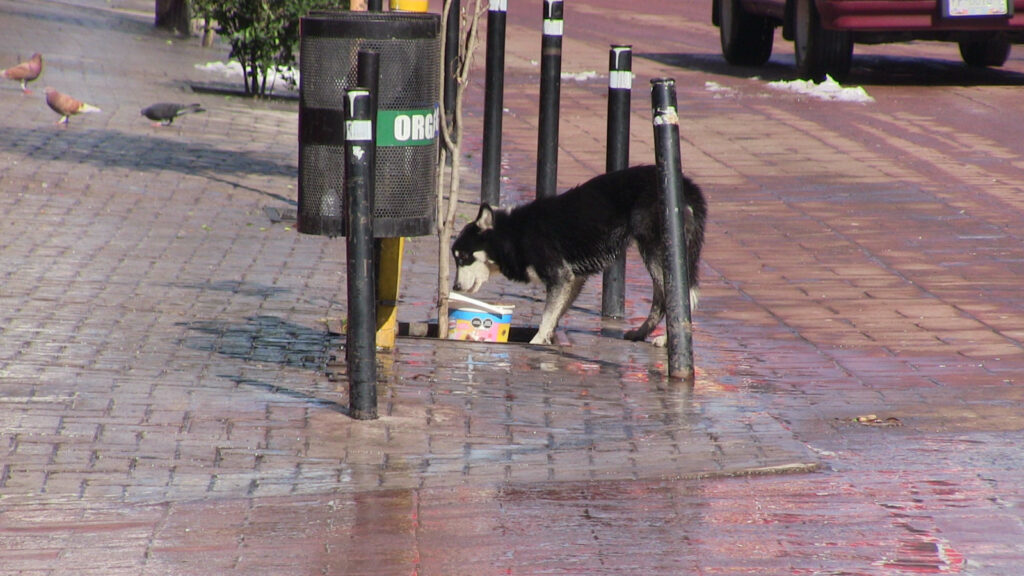 Piden más conciencia por perros abandonados