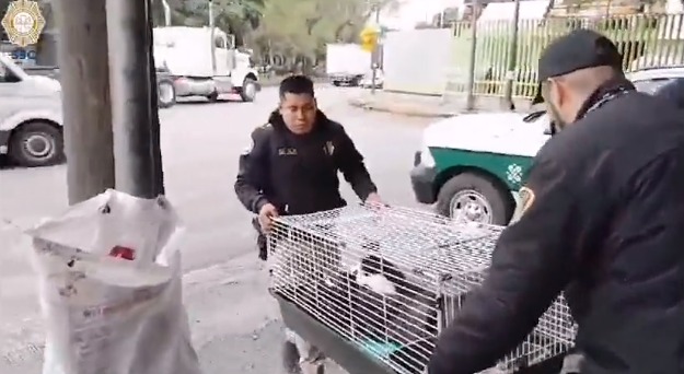 ¡Así no! Abandonan a gatitos y un perro en CDMX; estaban en jaulas