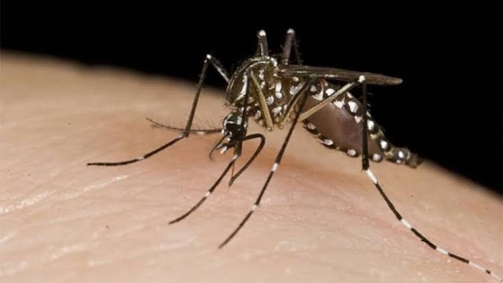 Aumentan casos de Dengue en México; Tamaulipas encabeza a lista