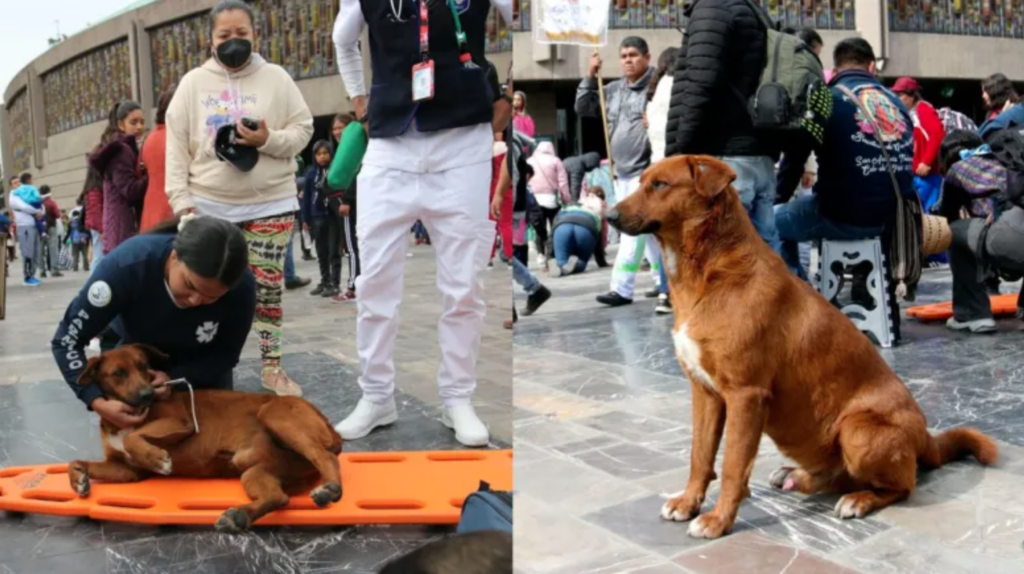 Perrito se desmaya en la Basílica de Guadalupe y es atendido por enfermeros