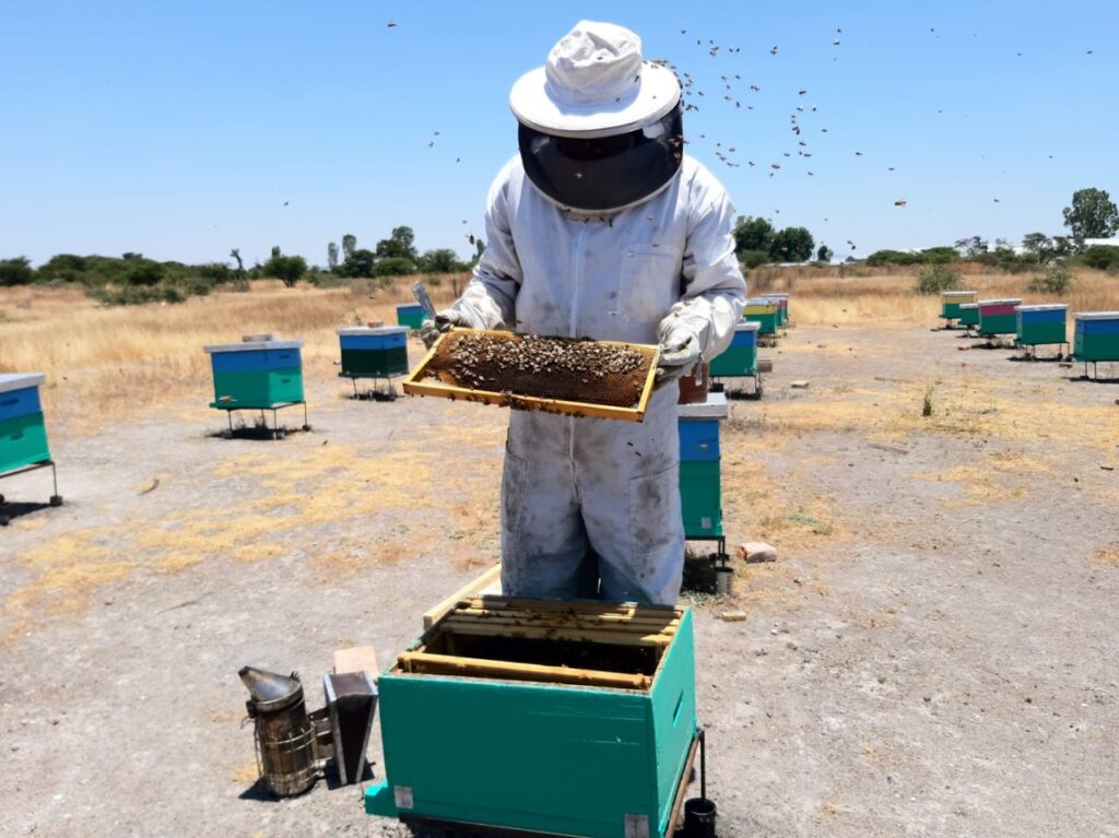 Cambio climático golpeó duramente a las abejas en 2023 y la producción de miel se colapsó: Sader