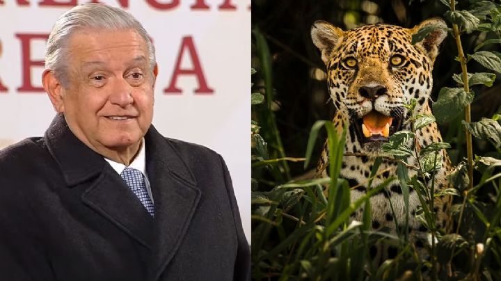 Tren Maya: Suman 6 jaguares atropellados y 121 cuevas y cenotes afectados por tramo 5