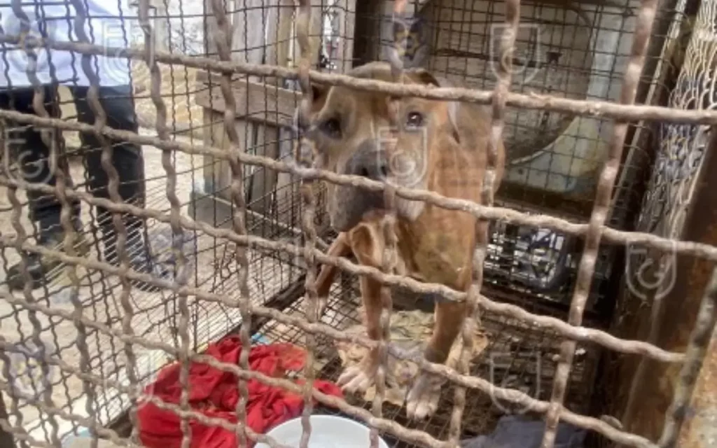 13 pitbulls maltratados son salvados de un criadero clandestino en Magdalena Contreras