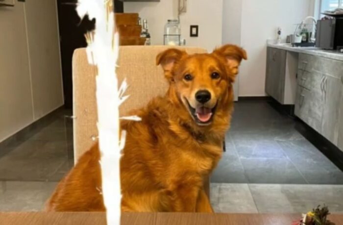 Tragedia en guardería para perros en CDMX: exigen justicia por la muerte del perrito Bruno