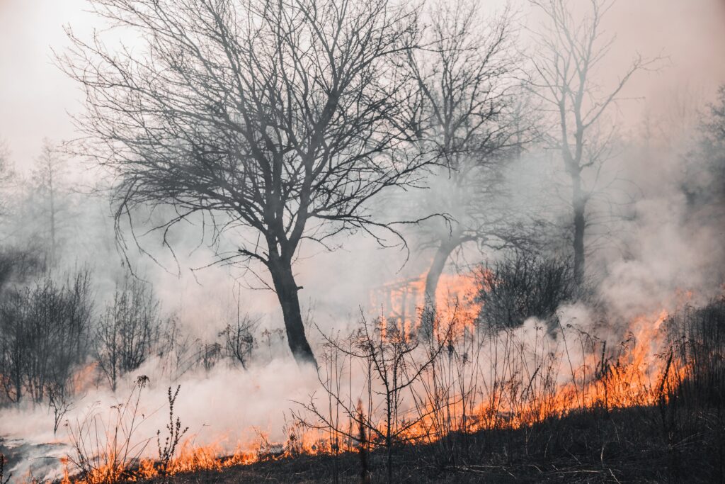 Incendios forestales rompen récord en Jalisco durante 2023