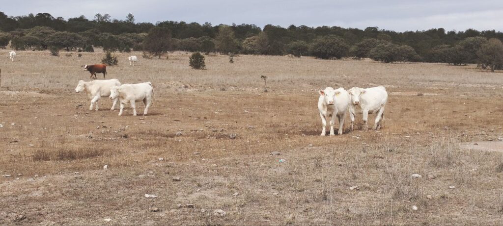 Iniciará 2024 con una nueva amenaza al ganado de Durango, frío extremo: UGRD