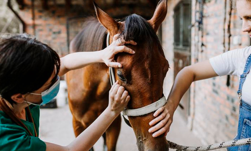 OMS emite recomendaciones tras primer caso de encefalitis equina en humano en más de 20 años en Argentina