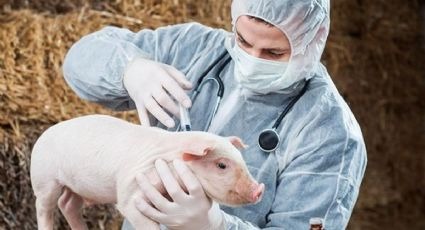 Hong Kong sacrificará a 900 cerdos por caso de peste porcina