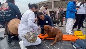 Perrito con cuadro de deshidratación es atendido durante celebraciones en la Basílica de Guadalupe