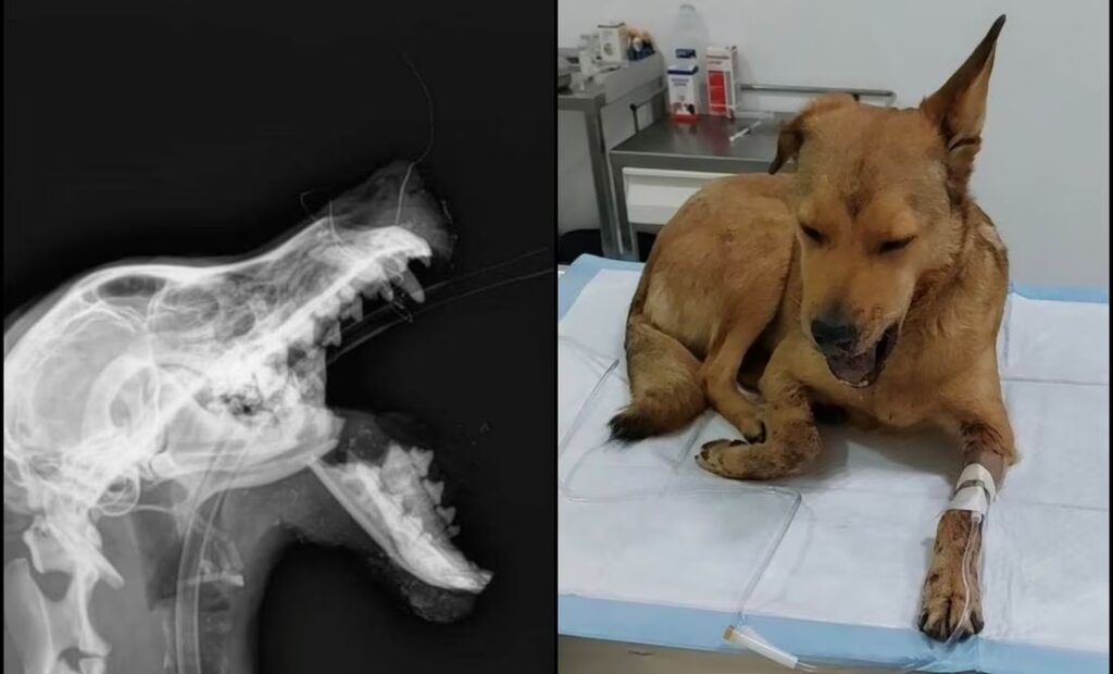 Niño explota cohete en hocico de una perrita en León, Guanajuato