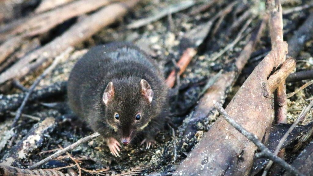 El curioso caso del marsupial que deja de dormir para tener más horas de sexo