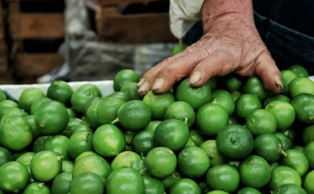 La extorsión a limoneros no para en Michoacán