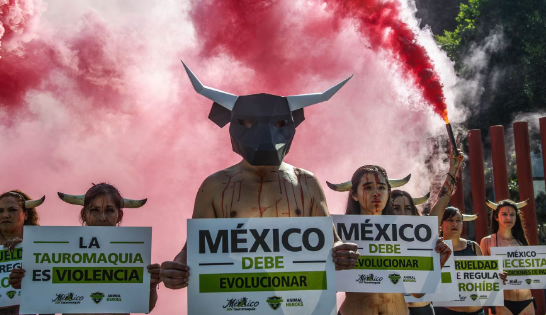 Vuelven a la ofensiva las Corridas de Toros en CDMX; habrá protestas en defensa de los animales