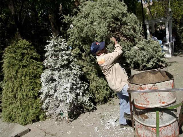 ¿Vas a tirar tu árbol de Navidad? llévalo a los centros de acopio en Durango: Emiliano González