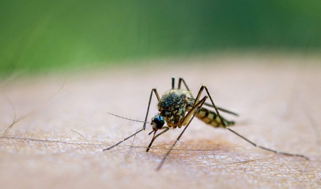 Guerrero en semáforo rojo por aumento de casos de dengue; casos siguen al alza