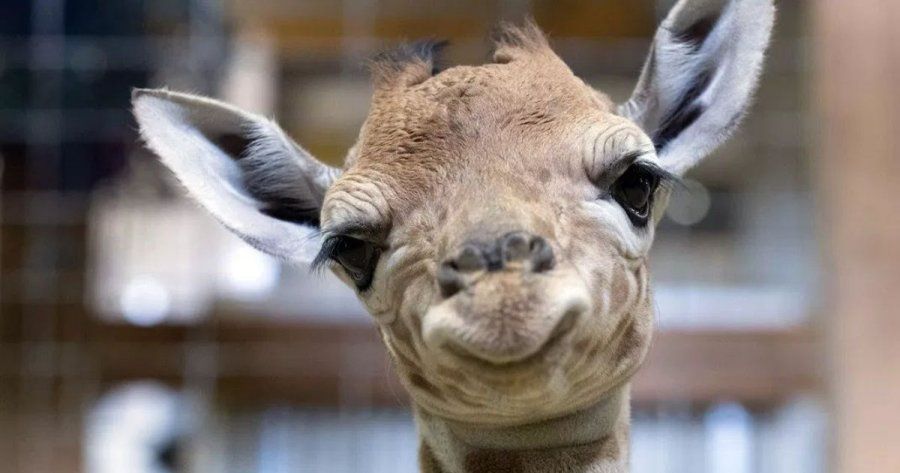 ¿Benito? Sedema invita a votar por el nombre de la jirafa recién nacida en Chapultepec