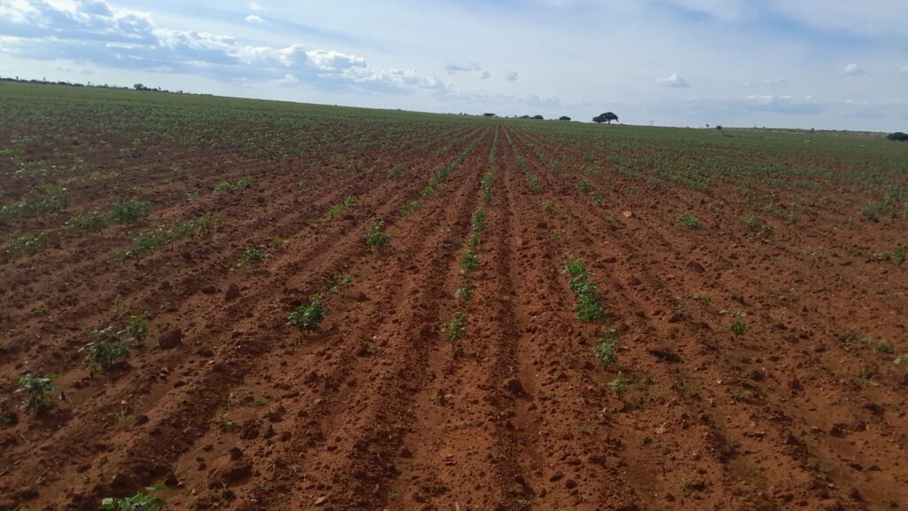 Crisis en el frijol de Durango, miles de campesinos abandonan este cultivo: Evenor Cuéllar