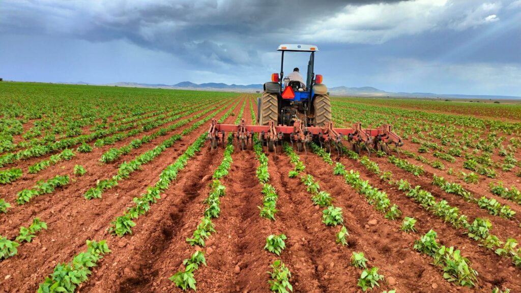 Durango sin semilla de frijol para sembrar este 2024; Sinaloa puede ayudar: Mario Avendaño