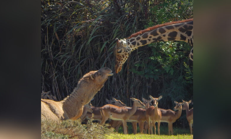 Captan a Benito haciendo amistad con un dromedario en Africam Safari