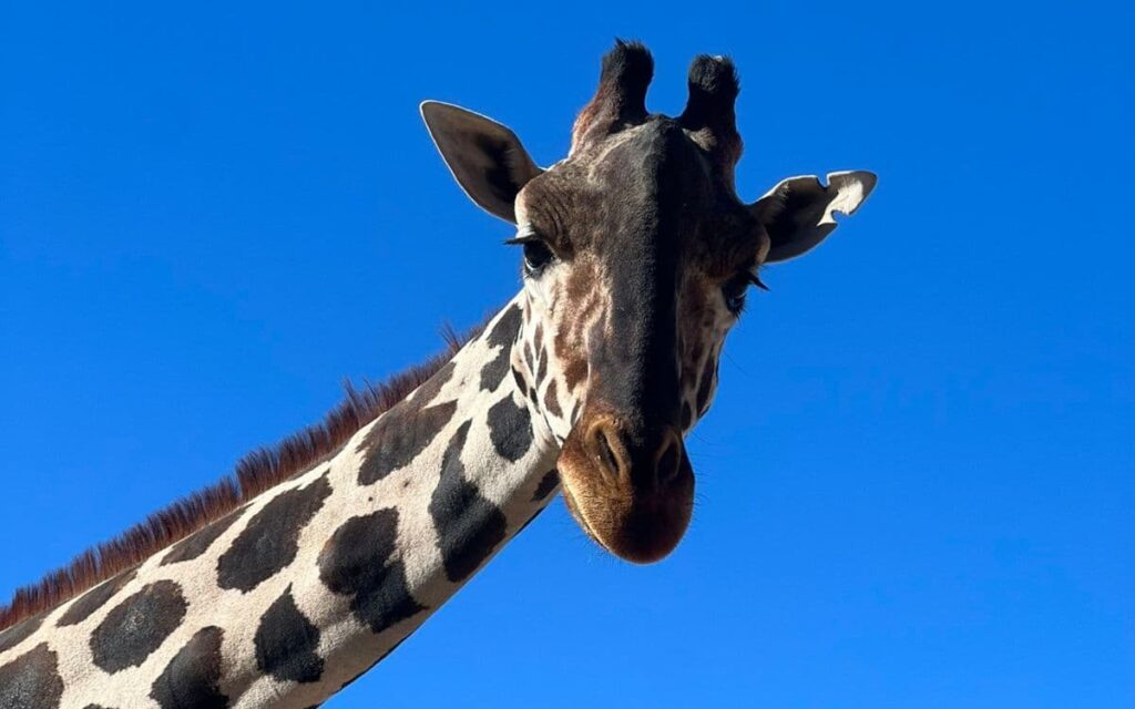 Jirafa Benito será trasladada al Africam Safari en Puebla tras denuncias de maltrato animal