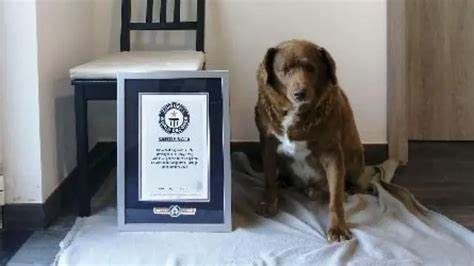 Suspenden el récord de perro más viejo del mundo hasta resolver dudas sobre el luso Bobi