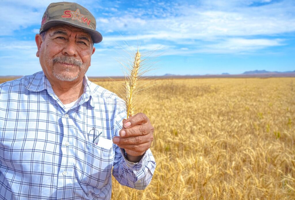 Continúa el pago de precios de garantía a productores de trigo: Segalmex.
