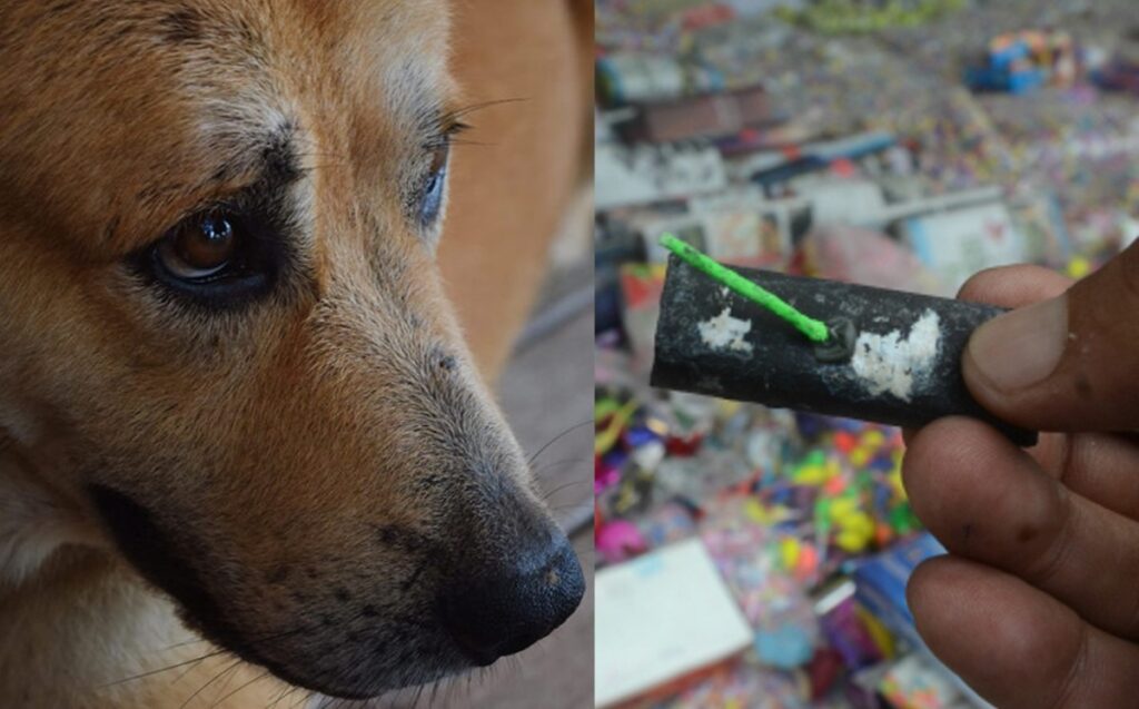 Niños colocan pirotecnia a un perro y lo matan en San Luis Potosí