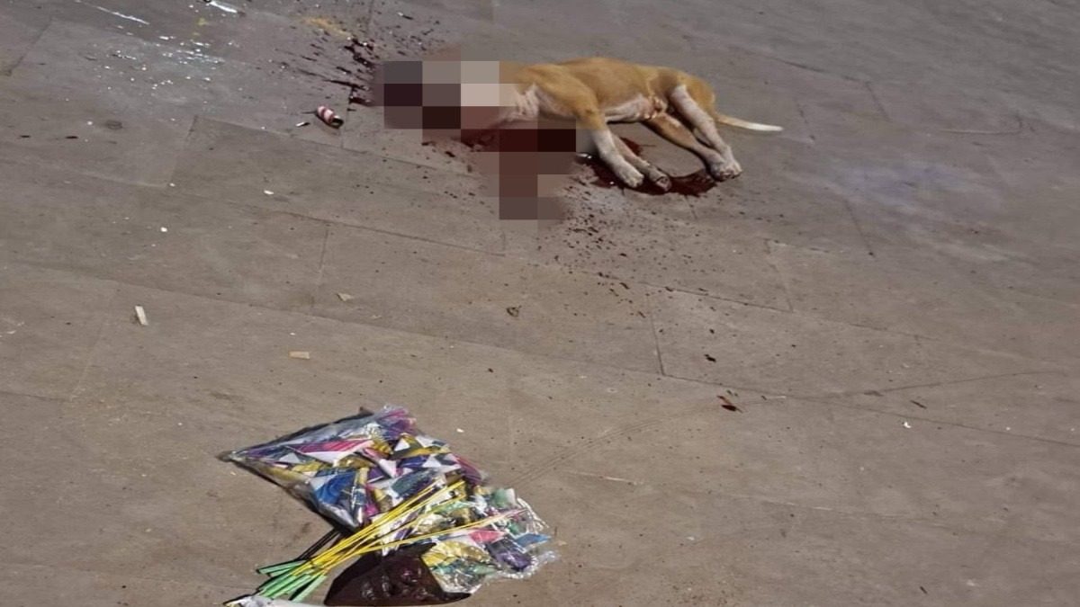 Niños colocan pirotecnia a un perro y lo matan en San Luis Potosí
