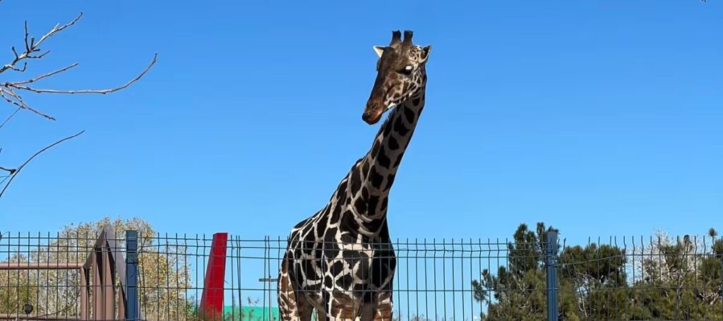 Confirman que jirafa Benito vivirá en Africam Safari