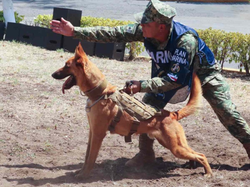 Semar jubila a canino que atrapó a Rafael Caro Quintero