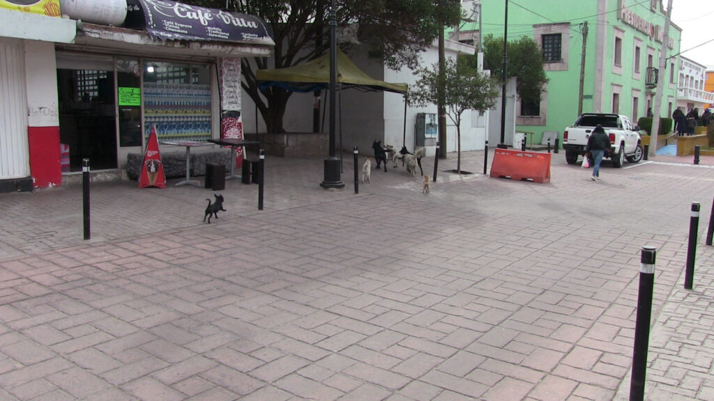 Jaurías de perros un problema constante en zona centro